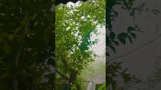 rain song #rain #rainyday #raonestatus #@Sanjuthoughts27 #rainsong