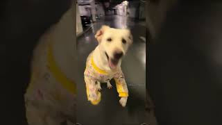 Did you smile today?🥰 #happydog #dog #funnydog #dogs #doglover