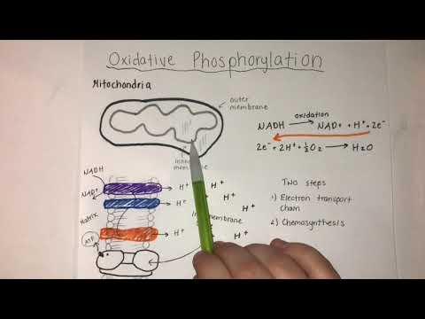 Comparing Stage 1 of Photosynthesis and Oxidative Phosphorylation  (BIOS 041)