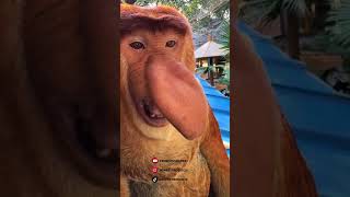 Proboscis Monkey Amazing  video.#Chimelong #MonkeyNakula #funny #ytshorts #shorts #animals #nakula