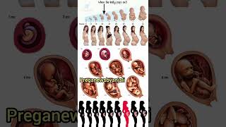 Baby Belly growing week by week pregnancy ❤️#shortsfeed #pregnant #babybelly