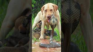 Cobra vs Dog: Who Wins? #dogvscobra #junglelife #animaldefense #dogvssnake