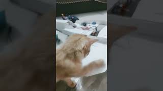 Technical cat#funnykitten#techguruji#kittenfamily#catfamily#viralvideo#viralreels#cat
