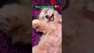 Cute shihtzu puppy is laughing 😆 #shortsfunny #shihtzupuppy #dogsofyoutube #petstagram