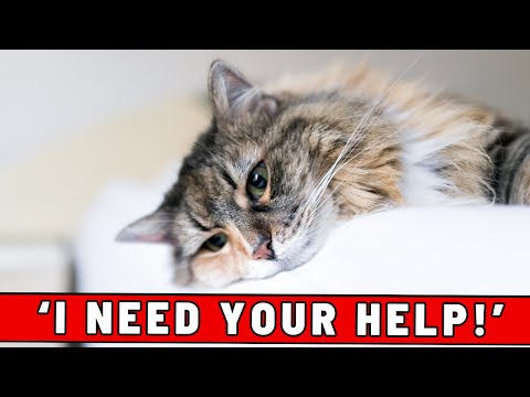 Avoid Making Your Cat's Heat a Nightmare - What Makes Heat for Your Cat UNBEARABLE!
