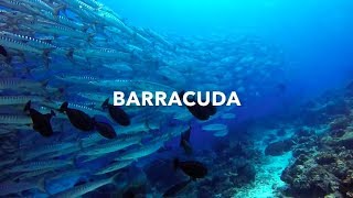 海狼梭魚風暴BARRACUDA | WA DIVING🐸西巴丹SIPADAN潛水Scuba Diving