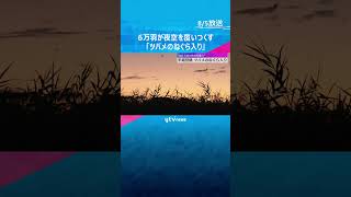 6万羽が夜空を覆いつくす　日本最大級の「ツバメのねぐら入り」奈良・平城宮跡の夏の風物詩　#shorts #読売テレビニュース