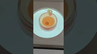 大阪関西万博　iPS細胞　心筋シート　4/21 #osaka expo #ips cells #myocardial sheet