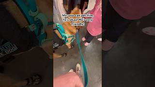 Jake teaching a little girl about service dogs! #servicedog #dog #fyp #shorts #ytshorts #dogs