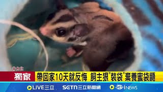 帶回家10天就反悔 飼主狠"裝袋"棄養蜜袋鼯 超萌袋鼯飼養有難度 "愛咬人"曾爆棄養潮│記者 陳怡瑄 王承義│新聞一把抓20250415│三立新聞台