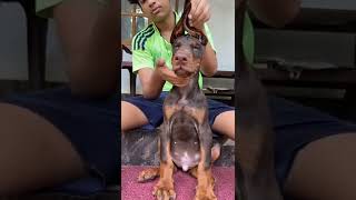 Doberman #doberman #india #topquality #shortsindia #shortsyoutube #short #shorts #shortvideo #dog
