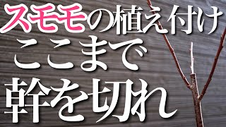【全部みせます】購入後のスモモの苗　植え付けから剪定・幹の切り戻しを教えます【花芽】