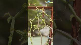 How to grow pirandai in a rooftop garden