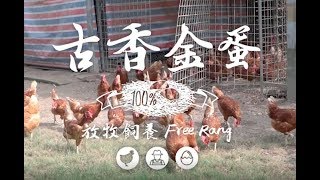 【古香金蛋】友善放牧雞蛋品牌推薦！田庄無籠無毒牧場雞蛋 |  友善飼養放養蛋雞聯盟 | 自然蛋牧場-安全雞蛋好蛋這裡買