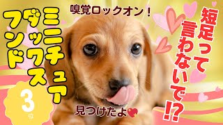 【徹底解説】ミニチュア・ダックスフンド💖を飼うなら知らないとヤバイ！（初心者必見の注意点）