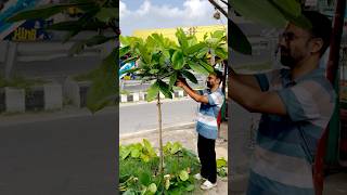 "ঢাকা-টাংগাইল মহাসড়কে আমাদের রোপনকৃত গাছগুলোর পরিচর্যার সময়"।#সবুজসময় #গাছেরপরিচর্যা #greenlife