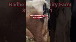 💎🐄 #hfcow #highmilkcow #radhekrishnadairyfarm #cowsupplierinkarnal #cowsupplierinmaharashtra #hff