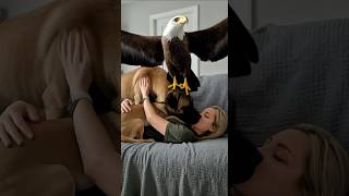 Smart eagle#cuteeagle  ​#pets #dog #shortvideo #funny #cute #animals #animallife #like