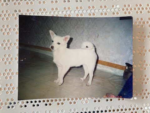 ペック会いたかったの「ぴえん」, 백구야