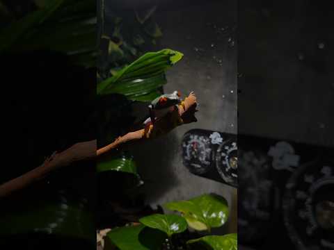 Red eyed tree frogs pt3