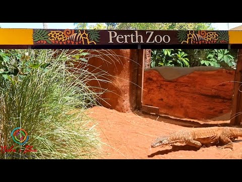 Reptile encounter at zoo | visit to Perth Zoo part 1| Sidra's Ideas