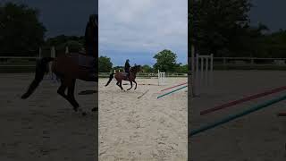 Cheval à vendre - Jument  Selle Francais 4 ans par Good pleasure Semilly - equirodi.com