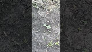 Арбузы наконец посходили #оле7