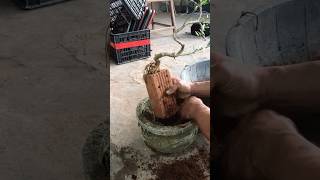 Bonsai tree and brick ideas