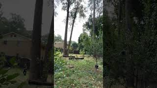 #arborist #automobile #treecuttingdown #tree #arboristing #certifiedarborist #chainsawstihl