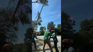 #arborist #automobile #treecuttingdown #tree #arboristing #certifiedarborist #arboristlife