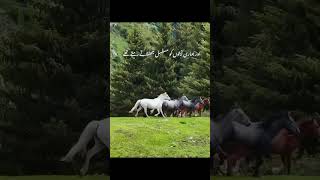 #quranlines