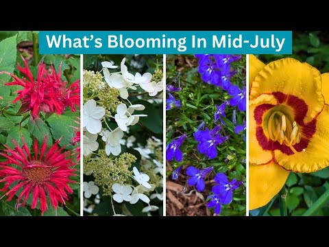 What's Blooming In July? Full Garden Tour | Gardening Ideas