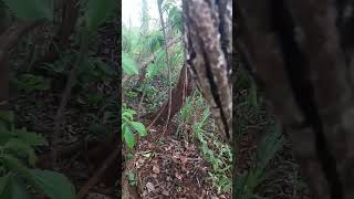 #hunter #javaporco #caçadas #caçador #wildboar #javali #vidanaroça #roça