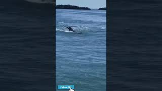 Dolphins🐬 Dance #trending #viralvideo #dolphin #shorts #shortsstore #advaithaskitchen #indianocean