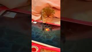 Cats playing games on mobile phones😸#catplay#catfbreels #catknowledge #cats #cat #catlover #pets