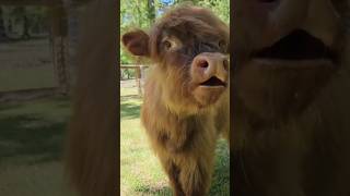 Weird Cow Sound Caught on Camera! | Strange Animal Noises moooooooooooooooooooooo