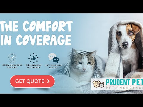 ❤️ Love Your Pet? Protect Them Like Family.