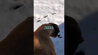 Nino's got moves 🐶 | dancing dog video🕺🏻#shorts #shortsvideo  #dogvideo #dogvines #cutedogs