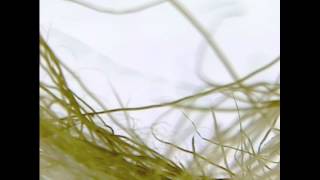 ANOHNI:  Future Feminism