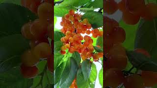 #beris#shortvideo #fruitvideos #fruits #viralvideo #frutas