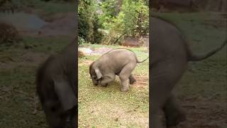 Naughty baby elephant is playing with the chickens😍 #babyelephant #elephant #cute #funny #shorts