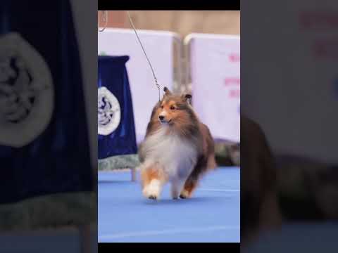 全球10大聪明犬 #世界
