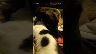 why is my cat a dog person #catsanddogs #cat #sillycats