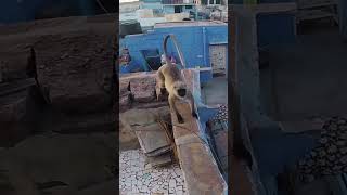 Josh chased by Monkey 🇮🇳 #storror #parkour
