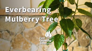 Everbearing Mulberry Tree
