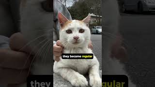 We Never Have Own Cats 🙀 They Own Us!