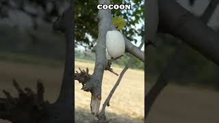 Silkworm Cocoon #shorts #bluebox