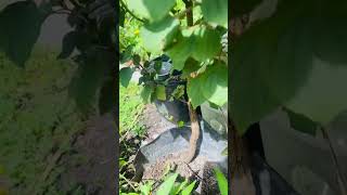 Cây này mọc trong chậu tốt ạ👍🪴 #shotrs #garden #food #tiato