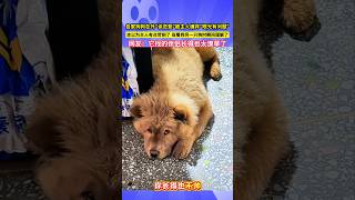 自家狗狗在外"談戀愛"被主人嫌棄"眼光有問題"，本以為主人有點苛刻了 當看到另一隻狗時瞬間理解了，網友：它找的伴侶長得也太潦草了！#shorts