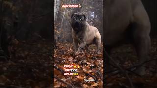 king kangal#kangal #keşfet #bigdog #pitbull #liontiger #bigdog